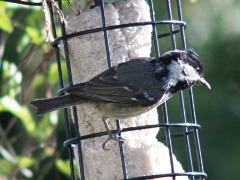 20160504 Coal Tit